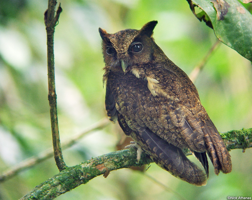 Rear view of a Black-capped Screech Owl looking back over its shoulder by Nick Athanas