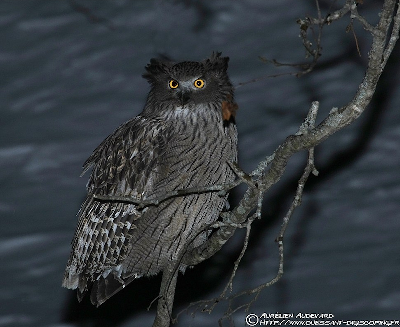 Blakiston's Fish Owl perched on a bare branch at night by  Aurélien Audevard