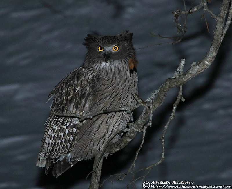 blakistons_fish_owl_aa-1.jpg