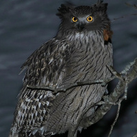 Blakiston's Fish Owl