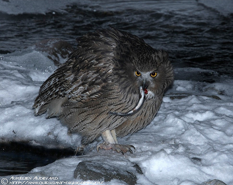 Blakiston's Fish Owl eating a fish on a snowy creek bed by  Aurélien Audevard