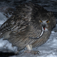 Blakiston's Fish Owl