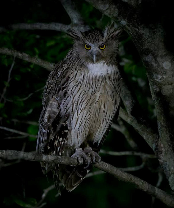 Blakiston's Fish Owl perched on a thin branch at night by Lars Petersson