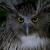 Blakiston's Fish Owl