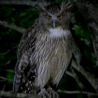 Blakiston's Fish Owl