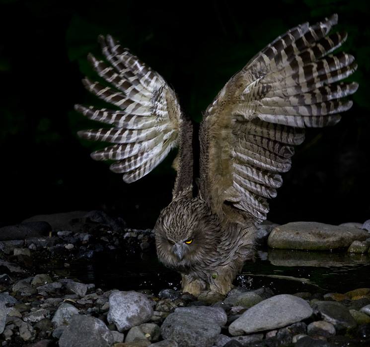 Blakiston's Fish Owl with open wings catching fish in a stream by Lars Petersson