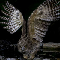 Blakiston's Fish Owl