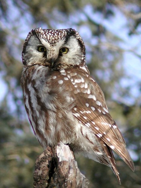 Close view of a Boreal Owl on a tree stump by Ann Cook