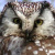 Boreal Owl