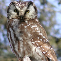 Boreal Owl