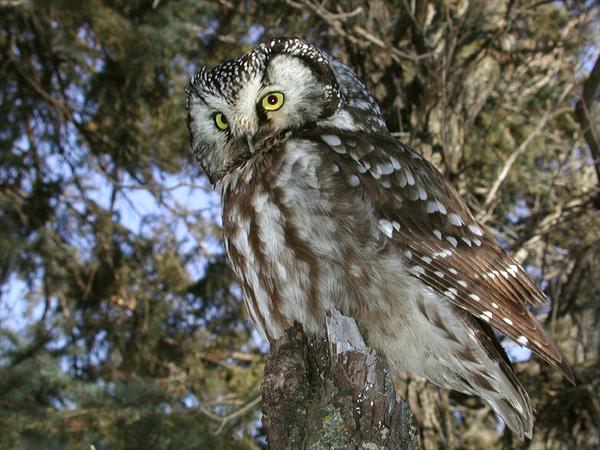 Boreal Owl looks down from a tree stump by Ann Cook