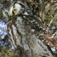 Boreal Owl