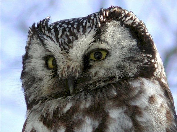 Close facial view of a Boreal Owl by Ann Cook