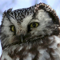 Boreal Owl