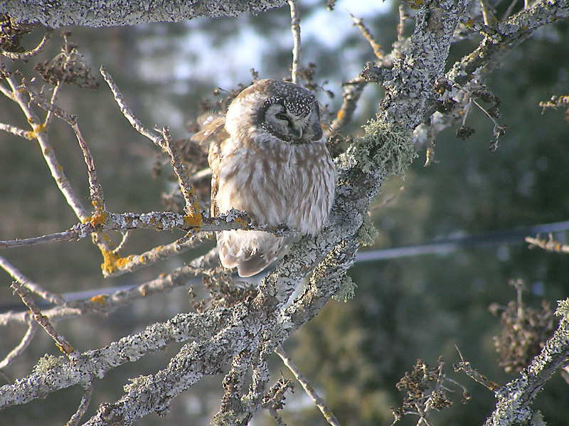 Boreal Owl perched in a sparse tree during the day by Markus Clement