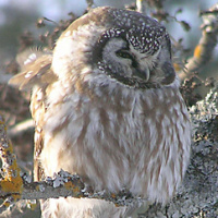 Boreal Owl