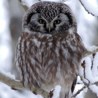 Boreal Owl