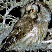 Boreal Owl