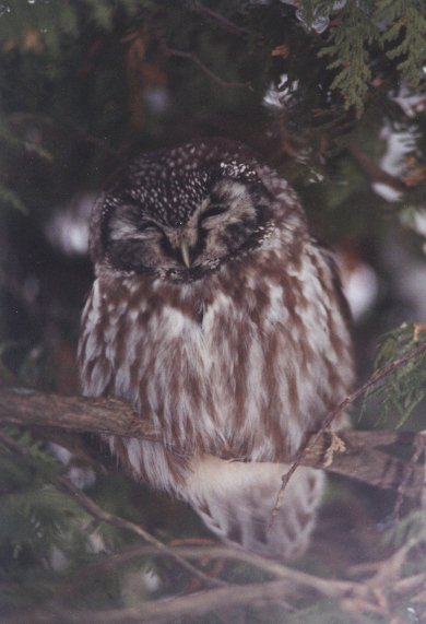 Boreal Owl at roost high in a tree by Wayne Laubscher