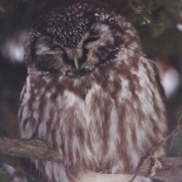 Boreal Owl