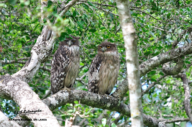 Two Brown Fish Owls roosting together on a branch by Ajith Ratnayaka