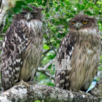 Brown Fish Owl