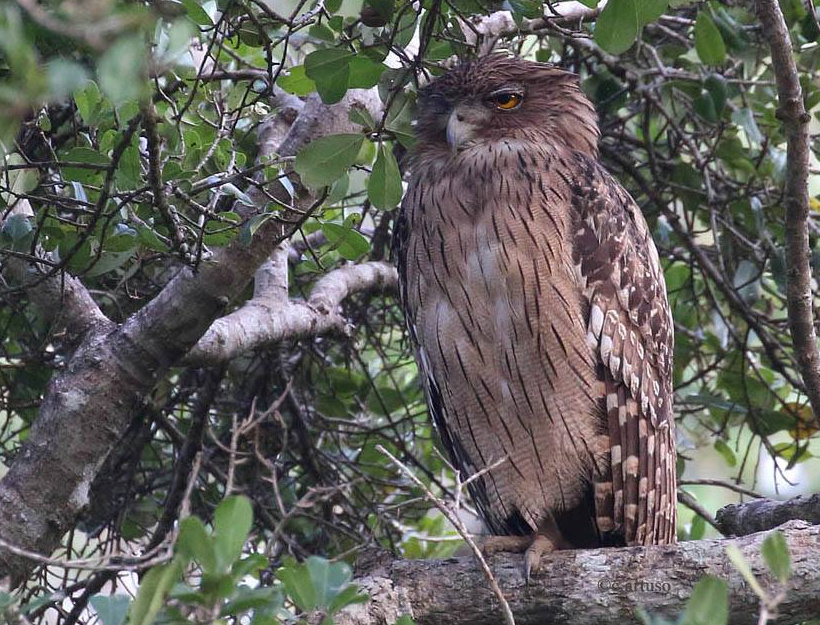 Brown Fish Owl at roost in the foliage by Christian Artuso