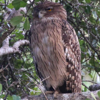 Brown Fish Owl