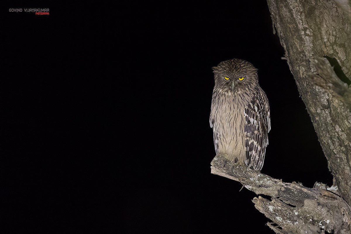 Ominous looking Brown Fish Owl perched on a broken branch at night by Govind Vijayakumar