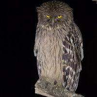 Brown Fish Owl