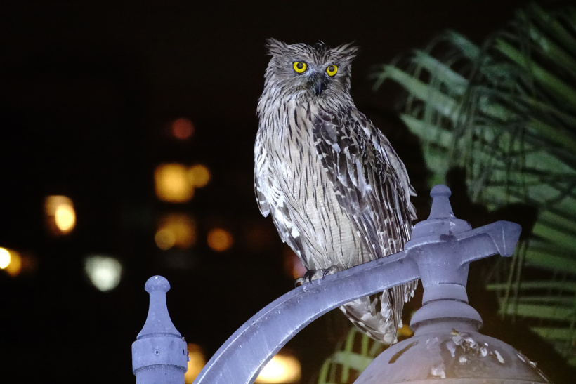 Brown Fish Owl perched on top of a street light at night by Mike Kilburn