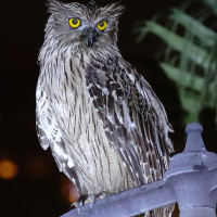 Brown Fish Owl