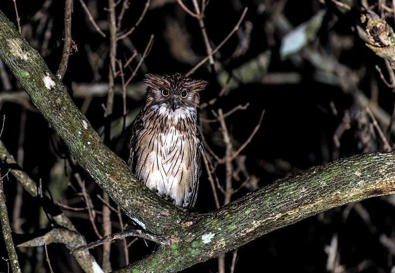 Brown Fish Owl perched on a large curved branch at night by Parinya Padungtin