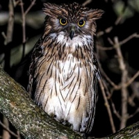 Brown Fish Owl