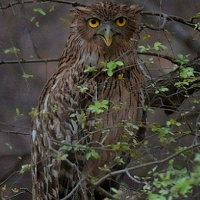 Brown Fish Owl