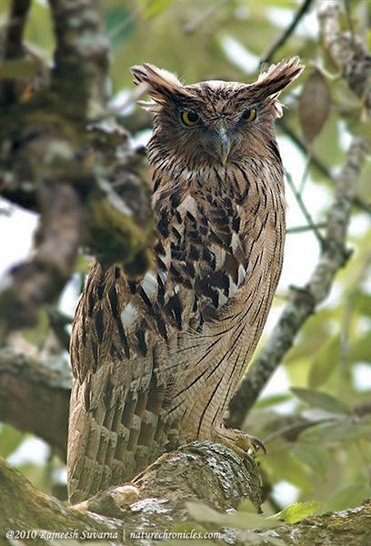 Side view of a Brown Fish Owl looking towards us by Rajneesh Suvarna