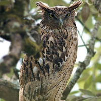 Brown Fish Owl