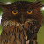 Brown Fish Owl