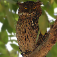 Brown Fish Owl