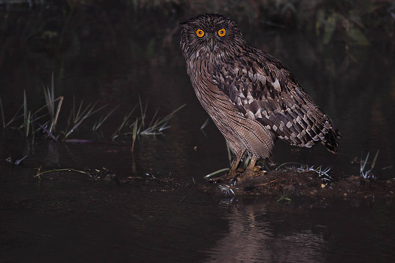 Brown Fish Owl fishing in a creek at night by Saleel Tambe