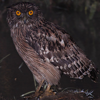 Brown Fish Owl