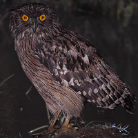 Brown Fish Owl