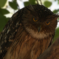 Brown Fish Owl