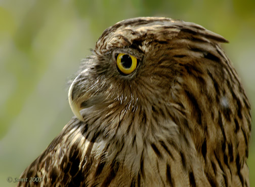 Side view of the head of a Brown Fish Owl by Sumit Sen