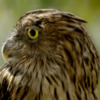 Brown Fish Owl