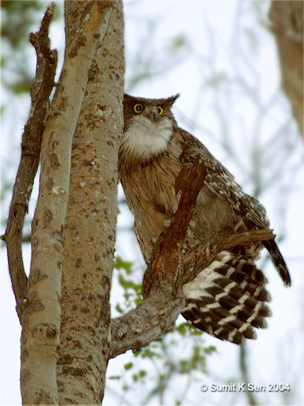 Brown Fish Owl on a broken tree branch in the day by Sumit Sen