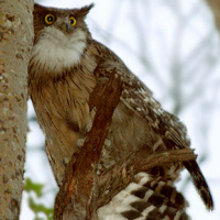 Brown Fish Owl