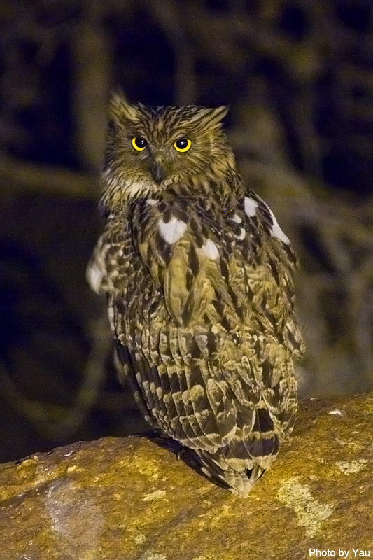 Rear view of a Brown Fish Owl on a rock looking back at us by Yau