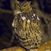 Brown Fish Owl