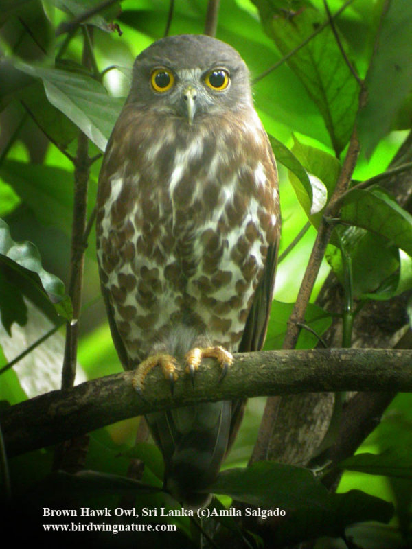 Front view of a Brown Hawk Owl at roost looking straight at us by Amila Salgado
